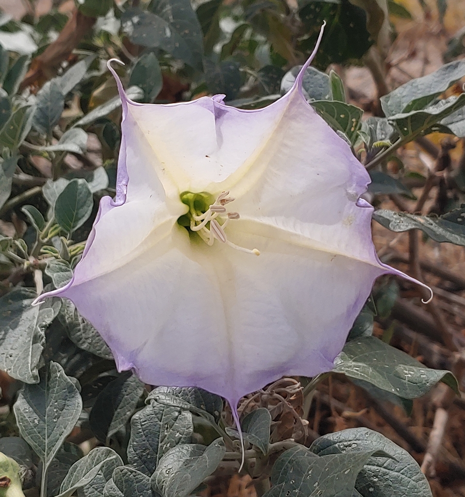 Sacred Datura from Montezuma Creek, UT 84534, USA on September 20, 2023