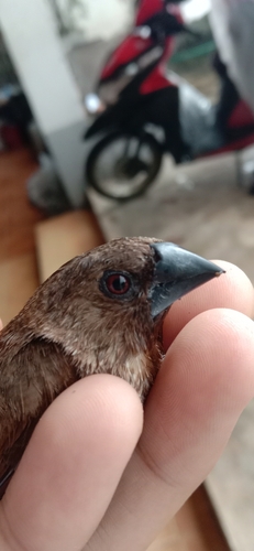 Scaly-breasted Munia