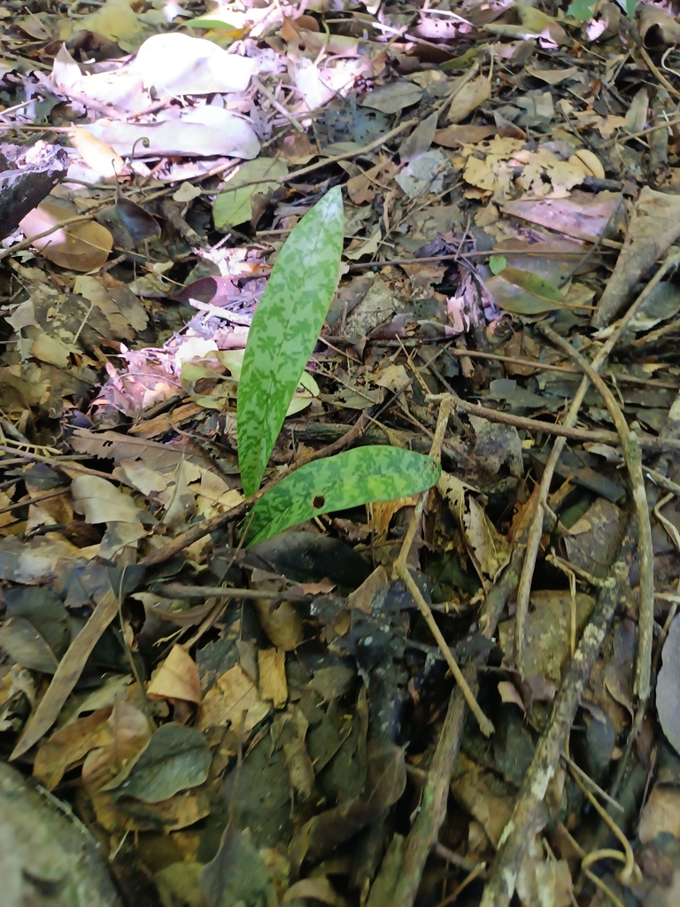 Monk Orchid from San José, Guatemala on September 16, 2023 at 10:01 AM ...