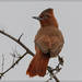 Brown Cacholote - Photo (c) RAP, all rights reserved, uploaded by RAP