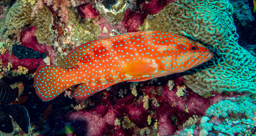 Coral Grouper — seen at this dive site