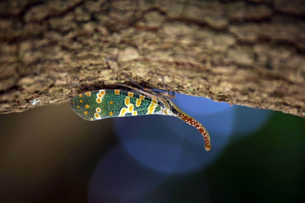 Litchi Lantern Bug from Kinmen, TW-FK, TW on August 30, 2017 at 05:02 ...