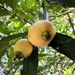 Syzygium jambos - Photo (c) adel-fridus, όλα τα δικαιώματα διατηρούνται, uploaded by adel-fridus