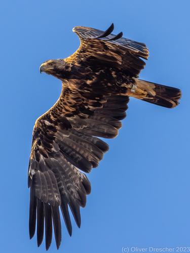 Imperial Eagle