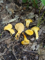 Chantrelles