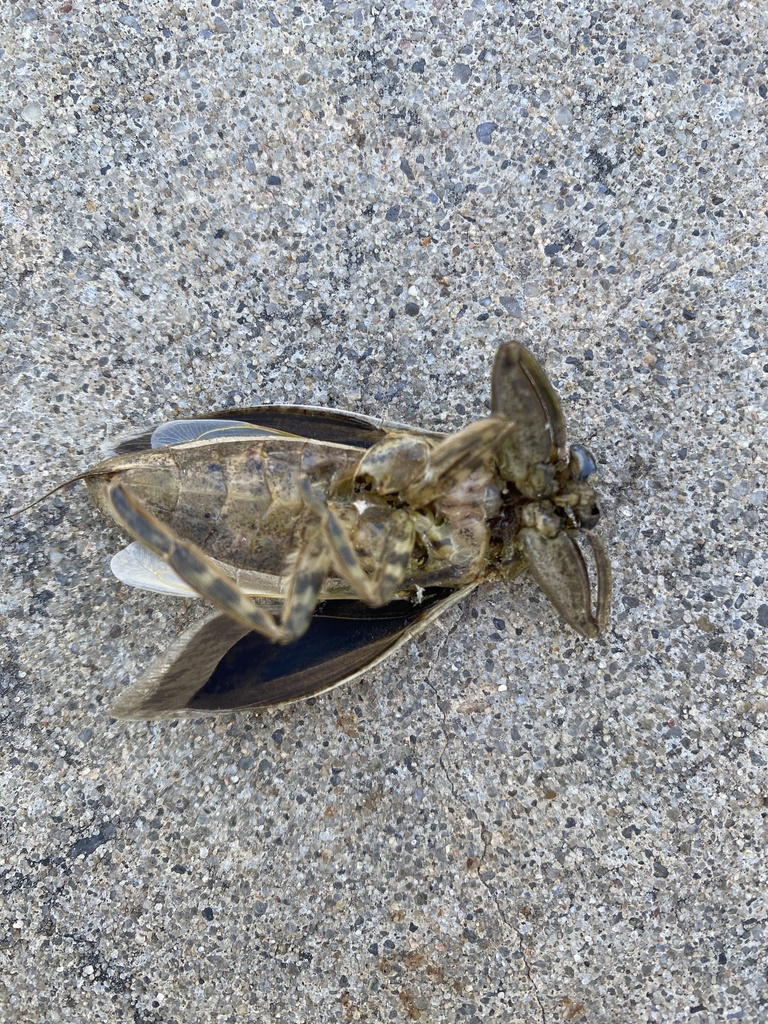 Uhler's Giant Water Bug from The University of Oklahoma, Norman, OK, US on September 18, 2023 at