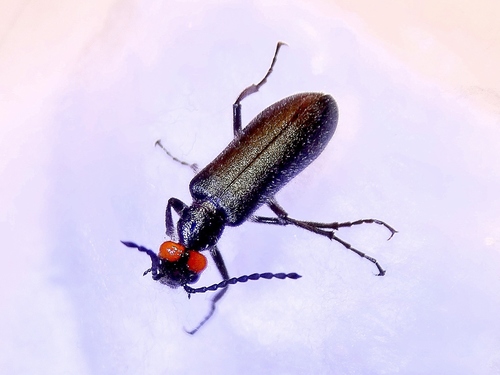 Red-eared Blister Beetle