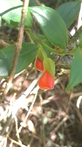 Nematanthus fornix
