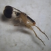 Coniceromyia - Photo (c) Daniel Schelesky, all rights reserved, uploaded by Daniel Schelesky