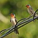 Hirundo javanica namiyei - Photo (c) Aline Horikawa, todos los derechos reservados, subido por Aline Horikawa