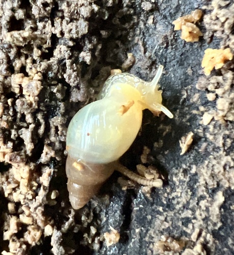 Leptinaria