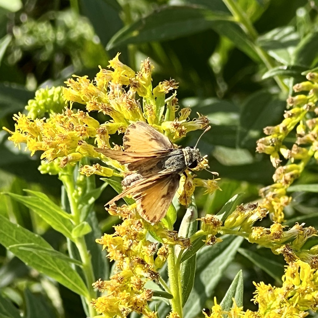 Fiery Skipper from The House on the Rock Resort, Spring Green, WI, US