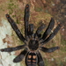 Venezuelan Suntiger Tarantula - Photo (c) Sean Rowan Laughlin, all rights reserved, uploaded by Sean Rowan Laughlin