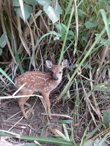Mexican Red Brocket