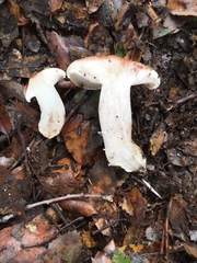 Hygrophorus russula image