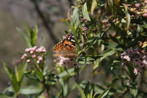 iNaturalist observation photo of Painted Lady