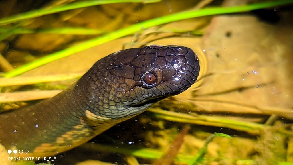 Kapuas Mud Snake from Empunak Tapang Keladan, Kec. Ketungau Hulu ...