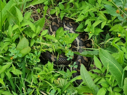 Coastal Carpet Python sighting