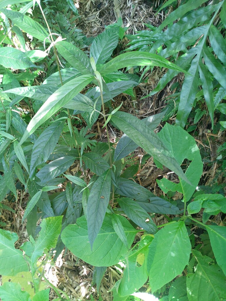 Achyranthes longifolia from 台灣臺北 on September 22, 2023 at 0437 PM by