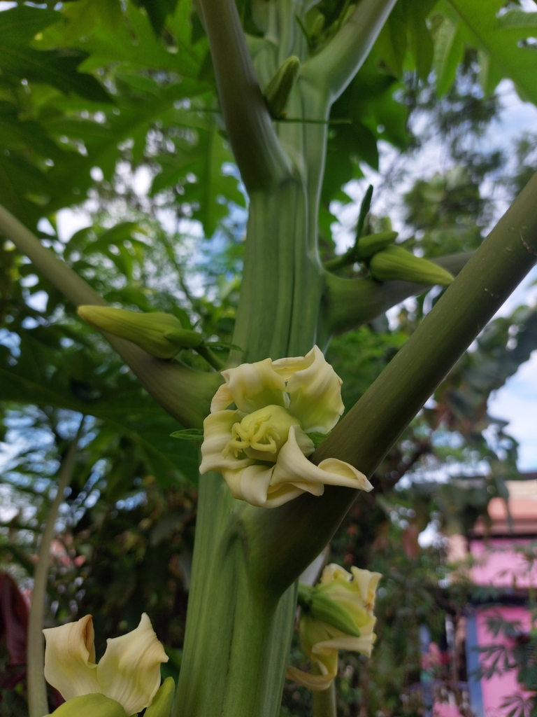 Papaya from M43H+62R, Mechinagar 57200, Nepal on September 20, 2023 at