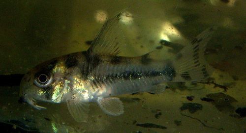 Corydoras boesemani