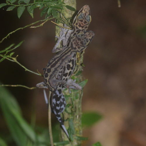 Graceful Madagascar Ground Gecko
