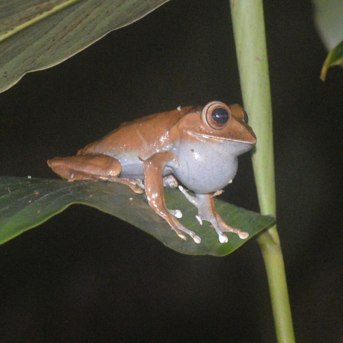 Madagascar Bright-eyed Frog