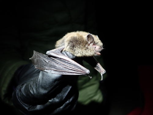 Long-legged Myotis