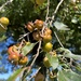 柿樹科 - Photo 由 Ariana Arana 所上傳的 (c) Ariana Arana，保留所有權利