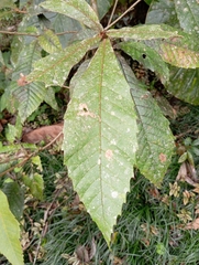 Quercus insignis image