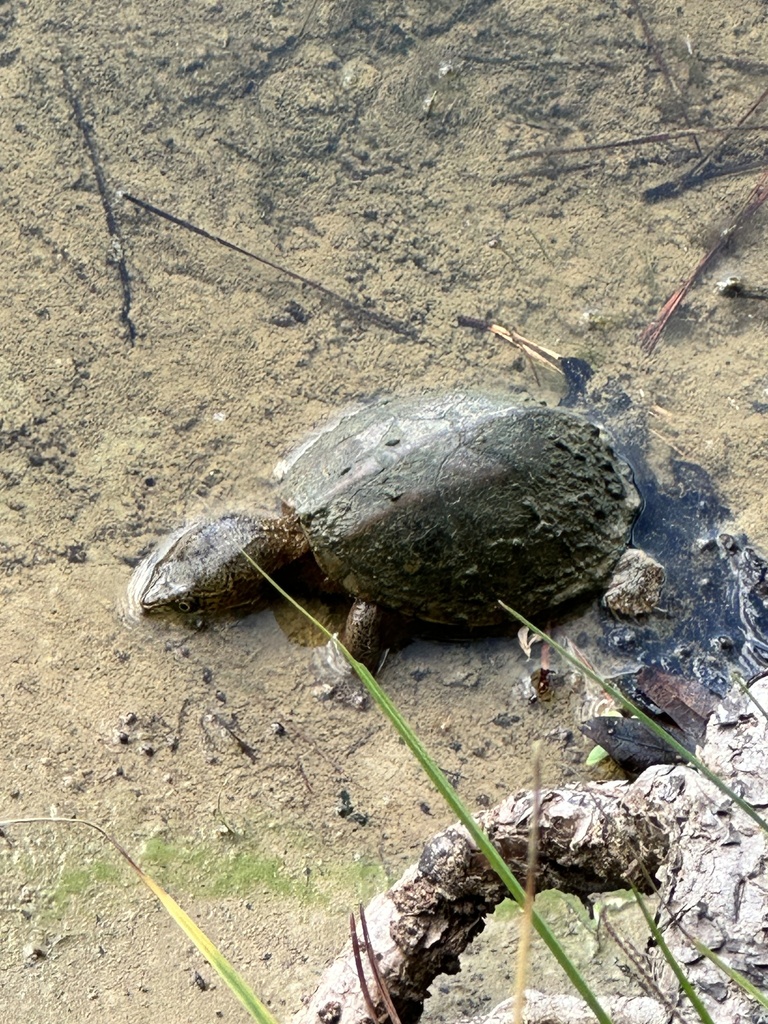 Eastern Musk Turtle from Research Triangle Park, Morrisville, NC, US on ...