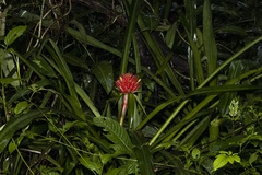 Aechmea magdalenae image