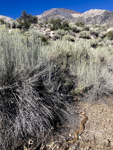 iNaturalist observation photo of Panamint Rattlesnake
