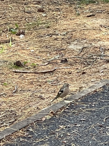 Common Chaffinch