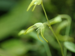 Image of Specklinia morganii