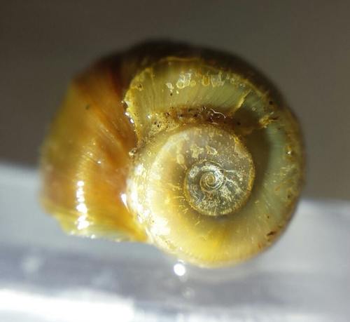 Seminole Ramshorn