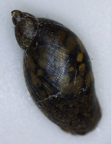 Mimic Lymnaea