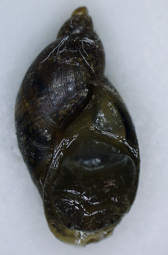 Mimic Lymnaea