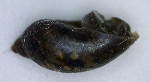 Mimic Lymnaea