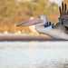 Australian Pelican - Photo (c) Adam Brice, all rights reserved, uploaded by Adam Brice