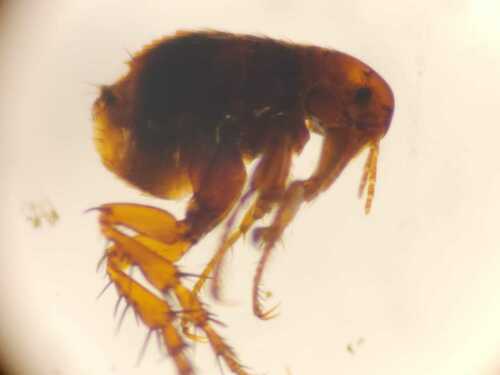 Pulex simulans