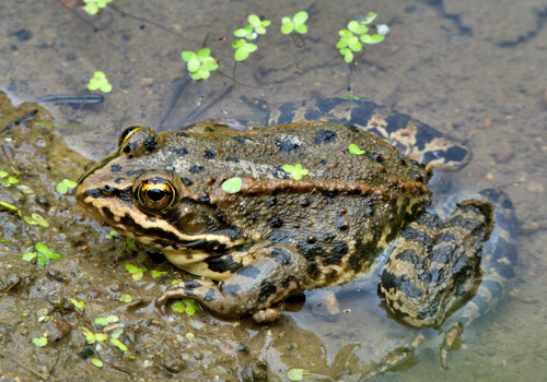 Columbia Spotted Frog