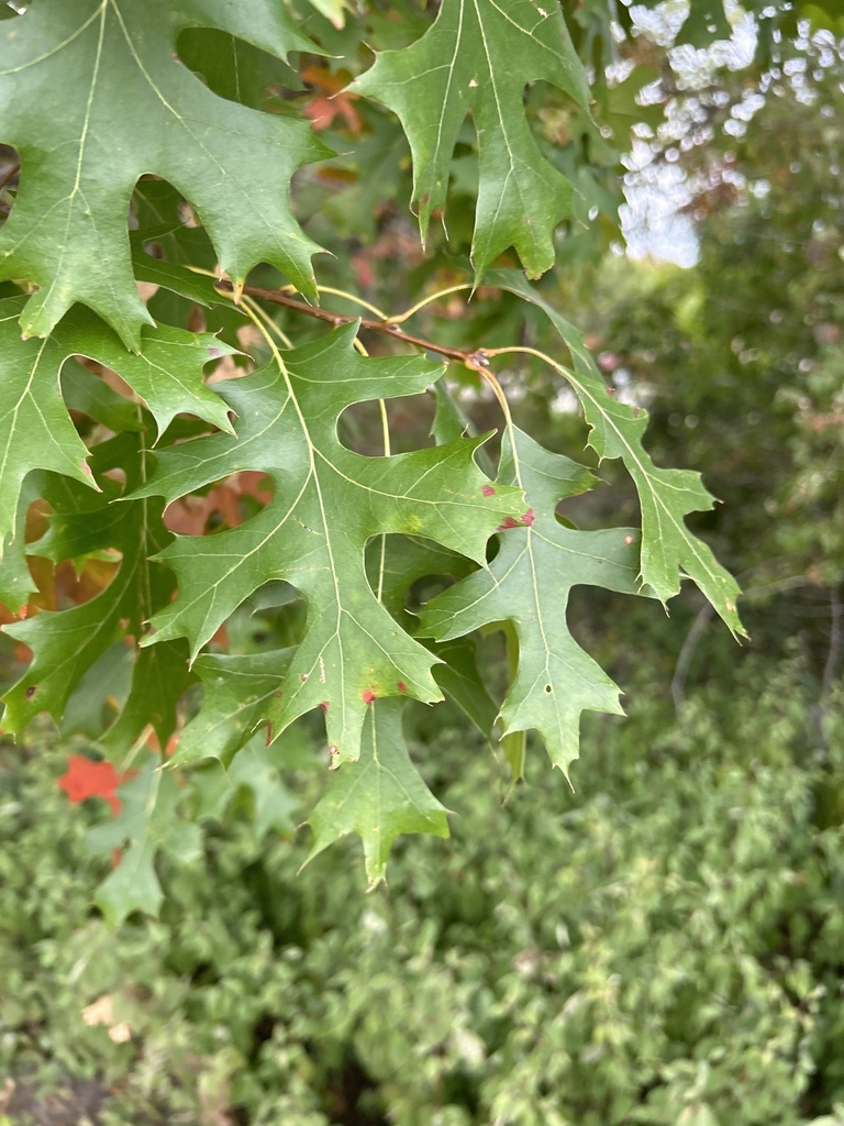 northern pin oak from W Highway St, Dodge Center, MN, US on September