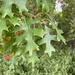 Quercus ellipsoidalis - Photo (c) ebb34, todos os direitos reservados, uploaded by ebb34