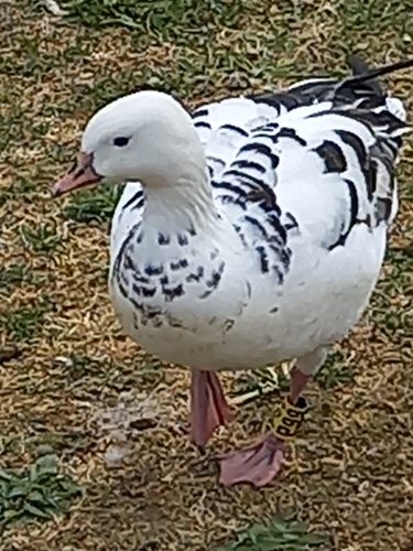 Ross's × Barnacle Goose