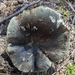 Russula serissima - Photo (c) Andrew Claassen, all rights reserved, uploaded by Andrew Claassen