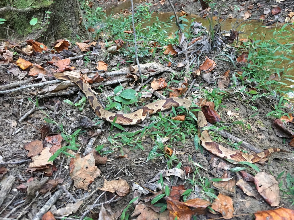Eastern Copperhead from Impact Cir, Pine Mountain, GA, US on September