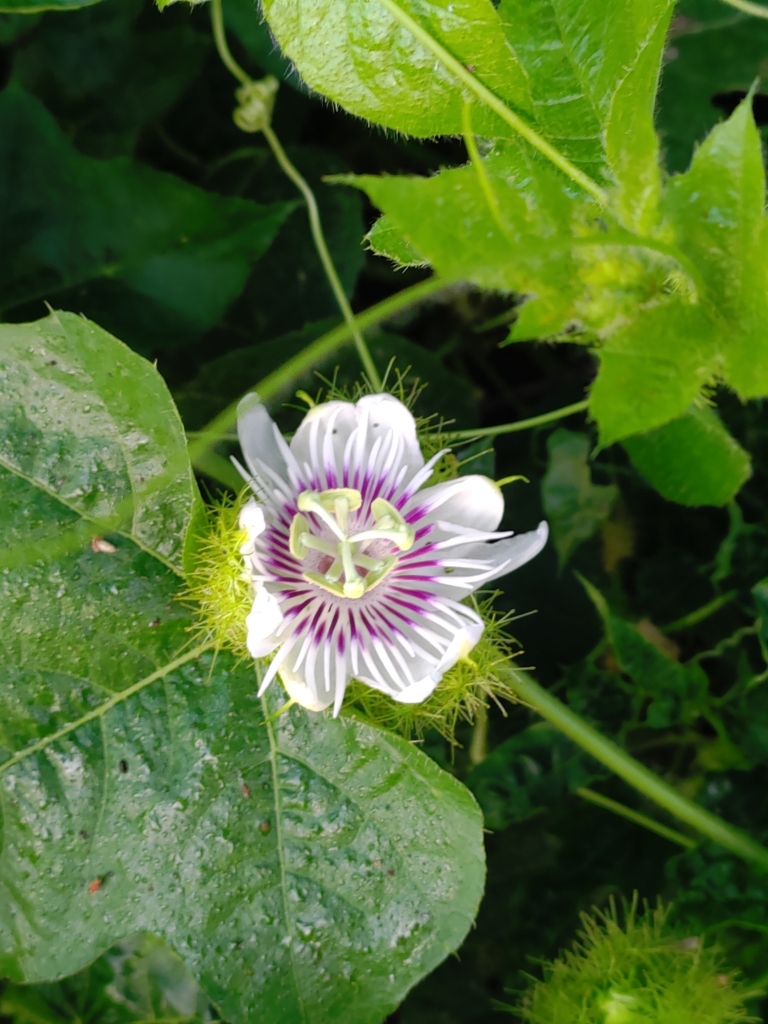 Passiflora vesicaria from 634台灣雲林縣潮厝村 on September 23, 2023 at 06:19 AM ...