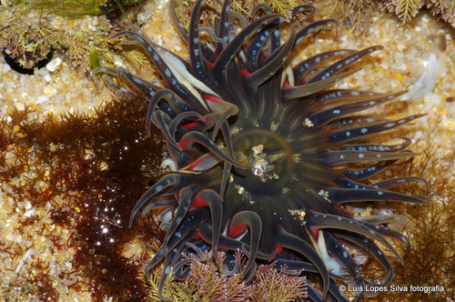 Bunodosoma biscayense · iNaturalist