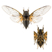 Canadian Cicada - Photo (c) David Turgeon, all rights reserved, uploaded by David Turgeon